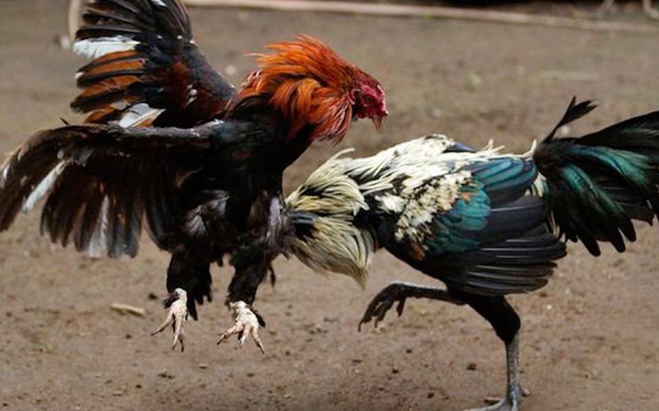 Señalan al CENHCH por incluir peleas de gallos en evento escolar