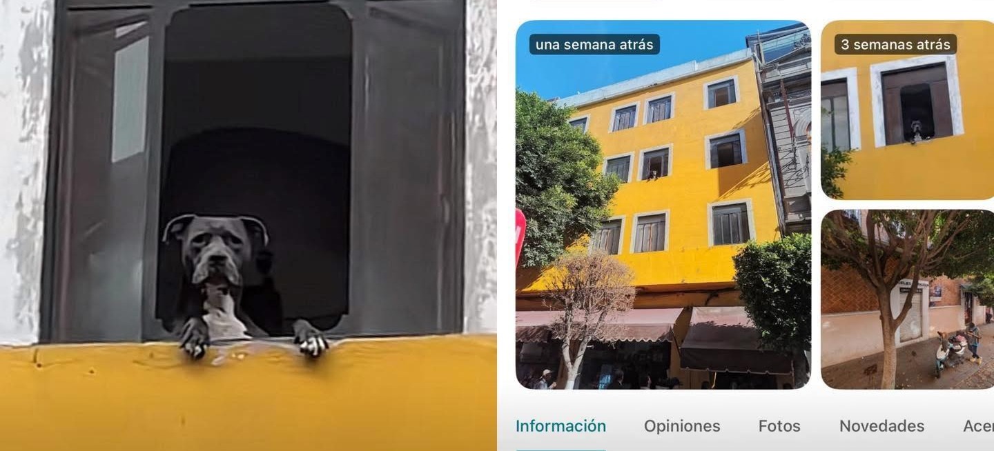 Google Maps te dice dónde vive el “Perrito más chismoso de Puebla”