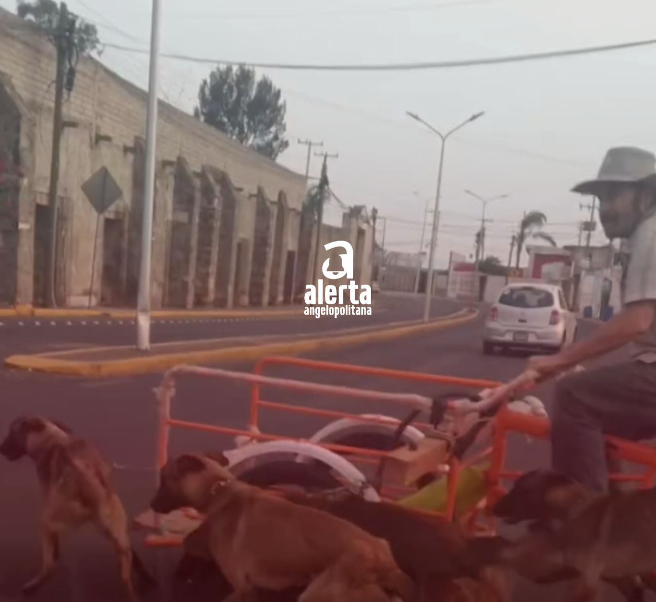 Hombre encadena a perros a triciclo en San Andrés Cholula