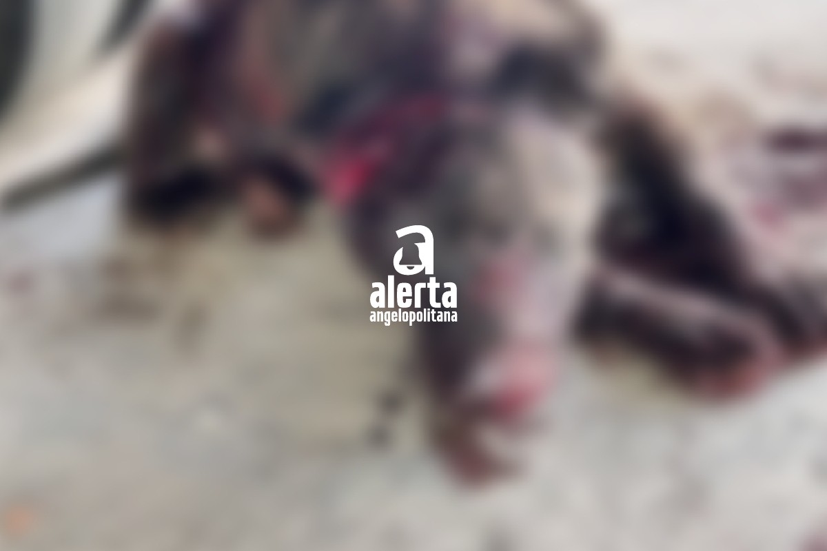 Matan con machete a perrito callejero en Tehuacán