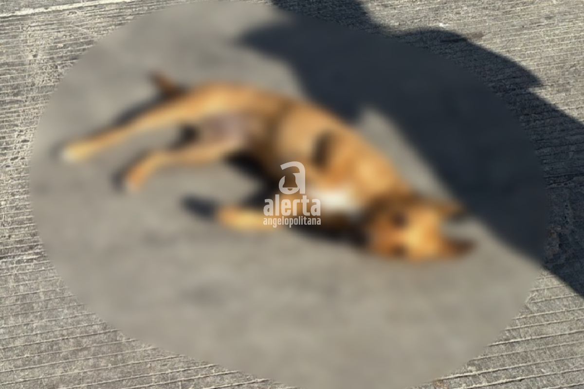 Vecinos de Tianguismanalco denuncian envenenamiento masivo de mascotas