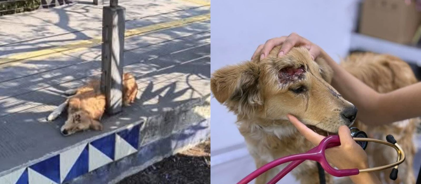 Fundación rescata a lomito malherido en estación de RUTA