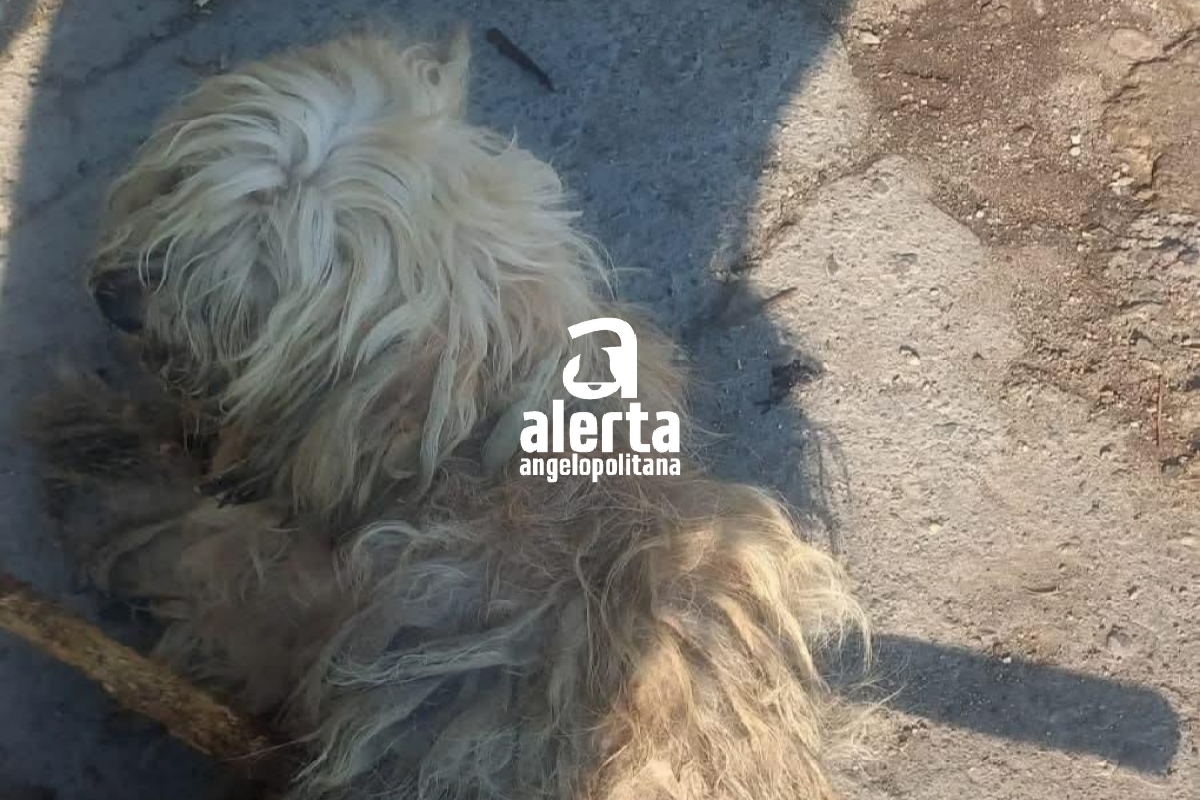 Perrita Nieve es atravesada por un palo
