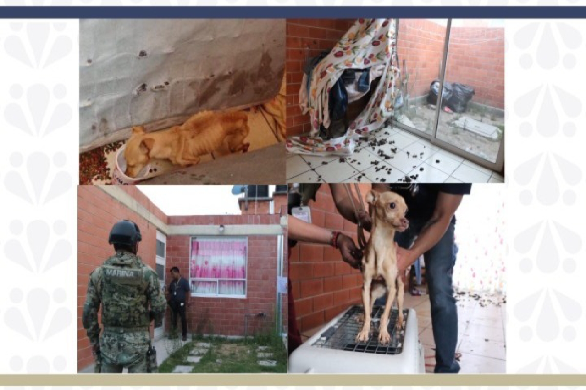 FGE rescató a un perrito abandonado en Texmelucan