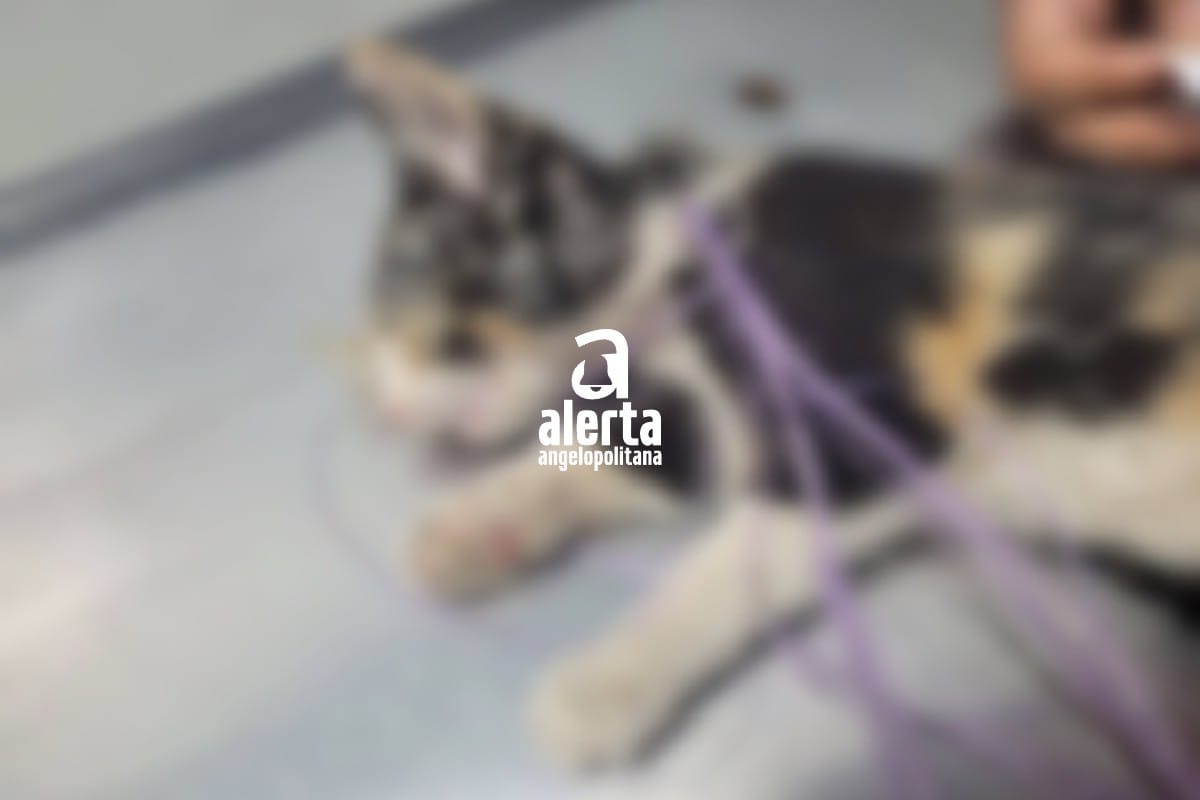 Cubren de pegamento a gatita en Xicopetec de Juárez