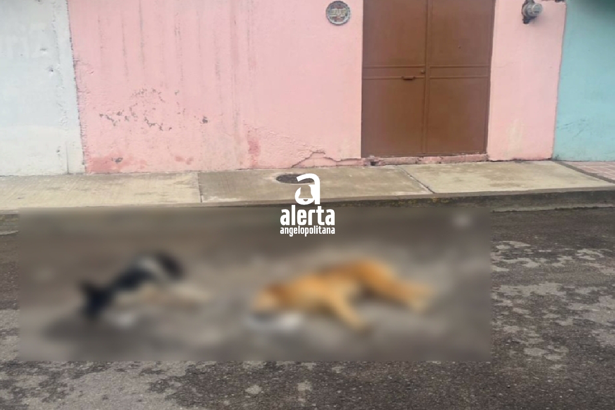Envenenan a perritos en calles de la capital poblana