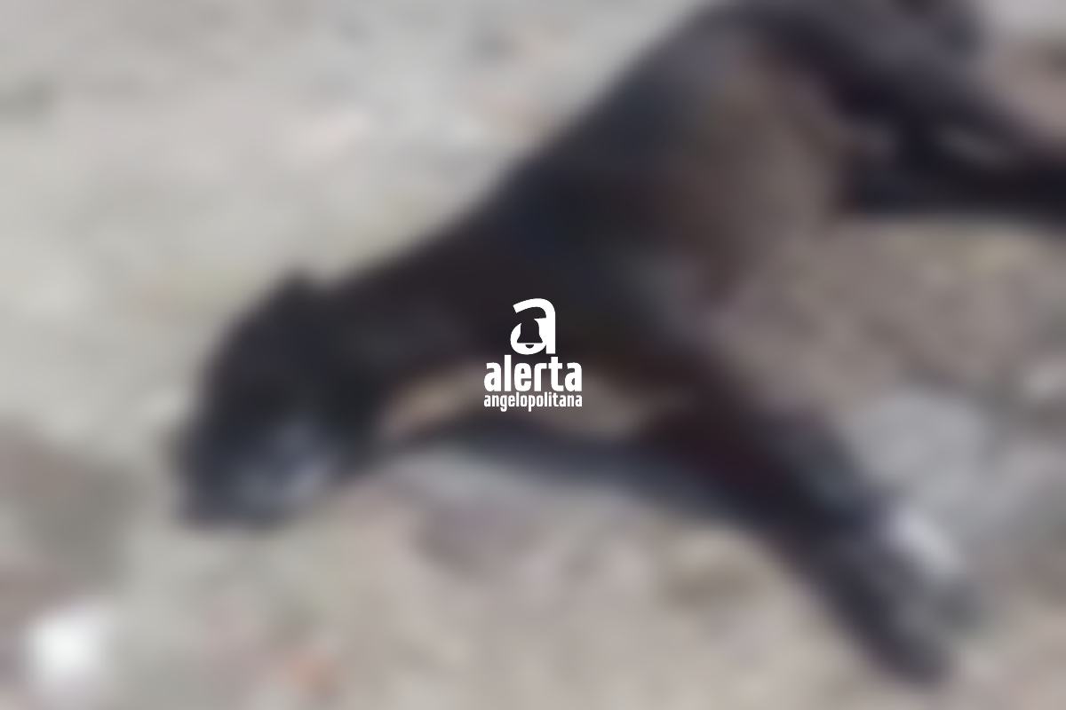 Perritos son envenenados al sur de la ciudad de Puebla