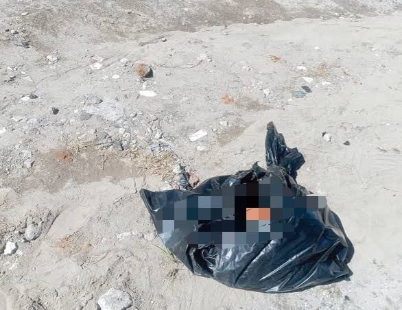 Perros devoraban restos humanos en Bosques de Manzanilla