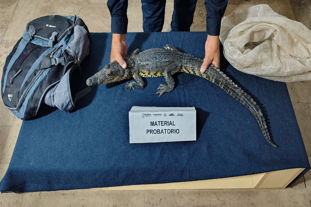 Encuentran cocodrilo en pleno Zócalo de Puebla