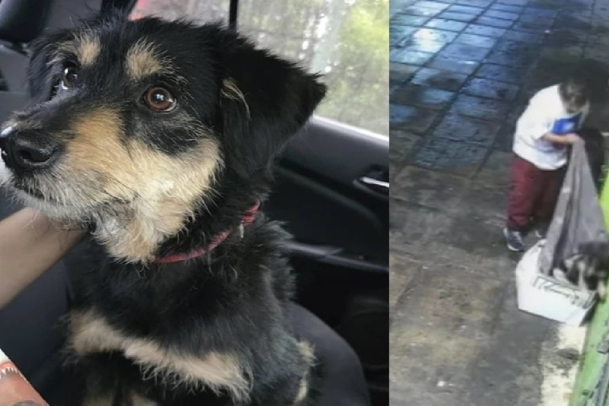 Tras robo de su cobija, Blacky tiene final feliz