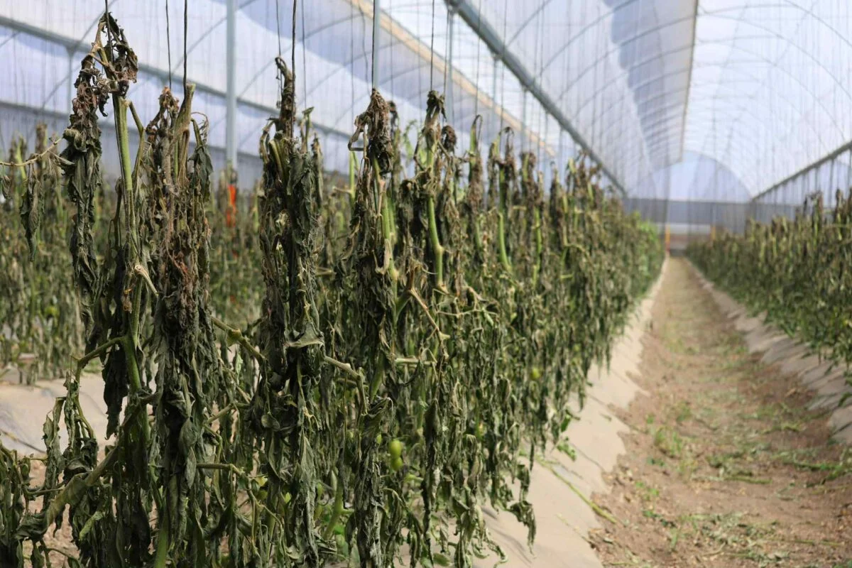 Puebla asigna 11 mdp para apoyar a productores agrícolas tras afectaciones por lluvias