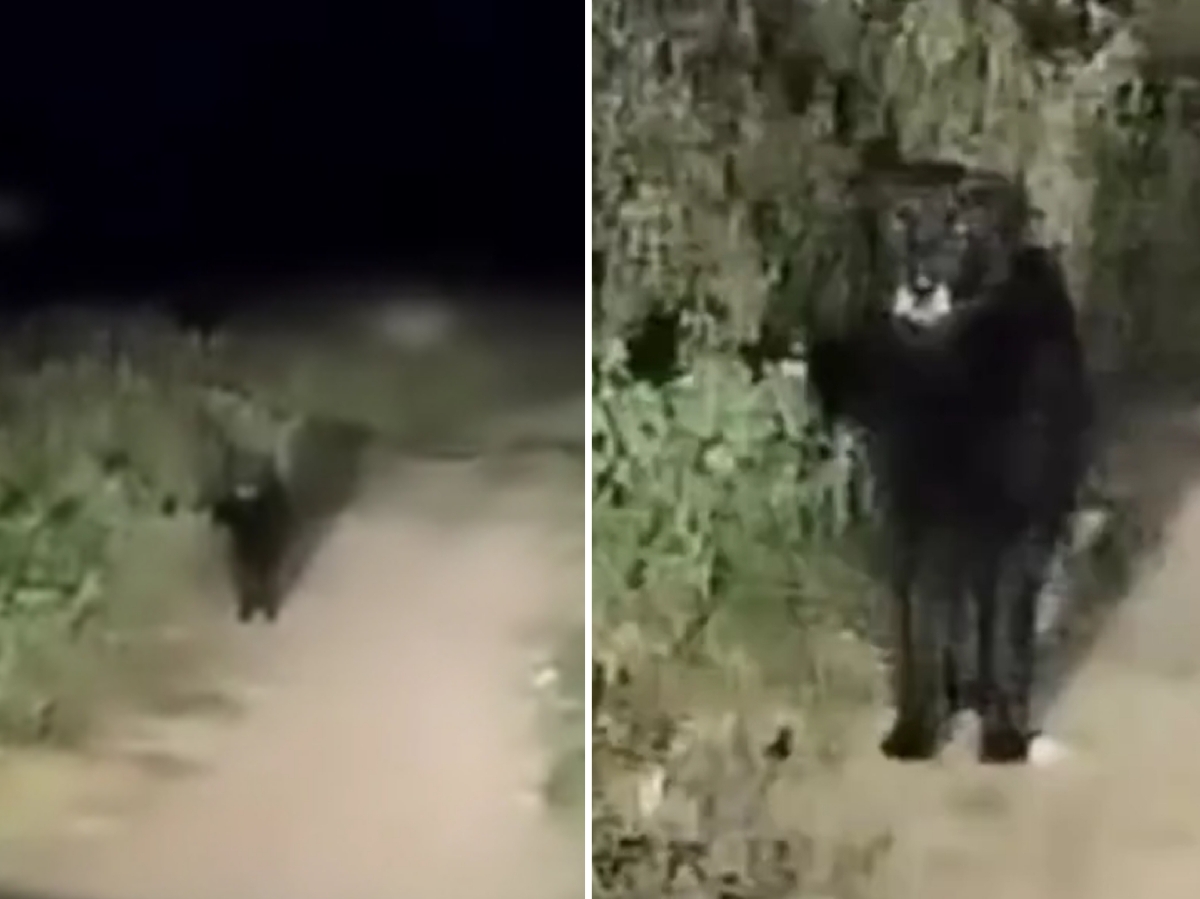 Misteriosa criatura sorprende a pobladores de Tlacotepec de Benito Juárez (VIDEO)