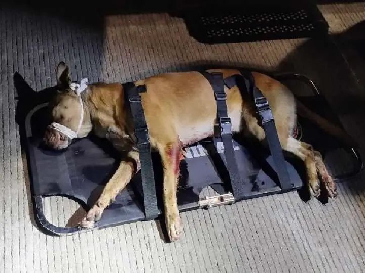 Un muerto y perros heridos tras violentas riñas en Rafael Lara Grajales-San Ramón