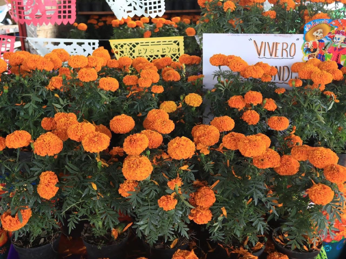 Venta de flor de cempasúchil generará 40 millones de pesos en Puebla: SDR