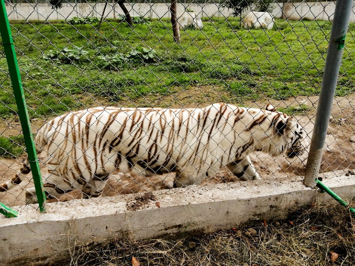 Encuentran muerto al tigre que se fugó del zoológico de Xicotepec