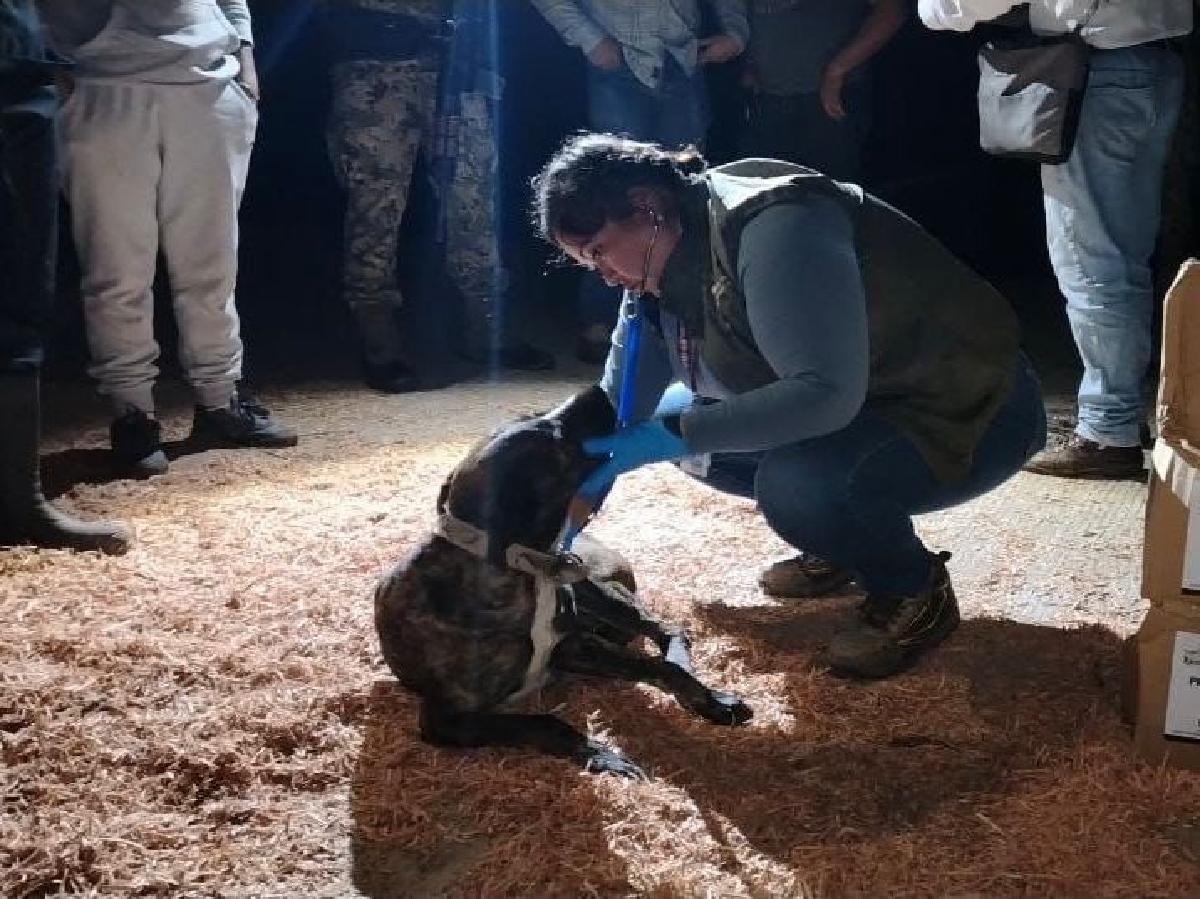 Instalan refugios temporales para animales en Huauchinango y Xicotepec