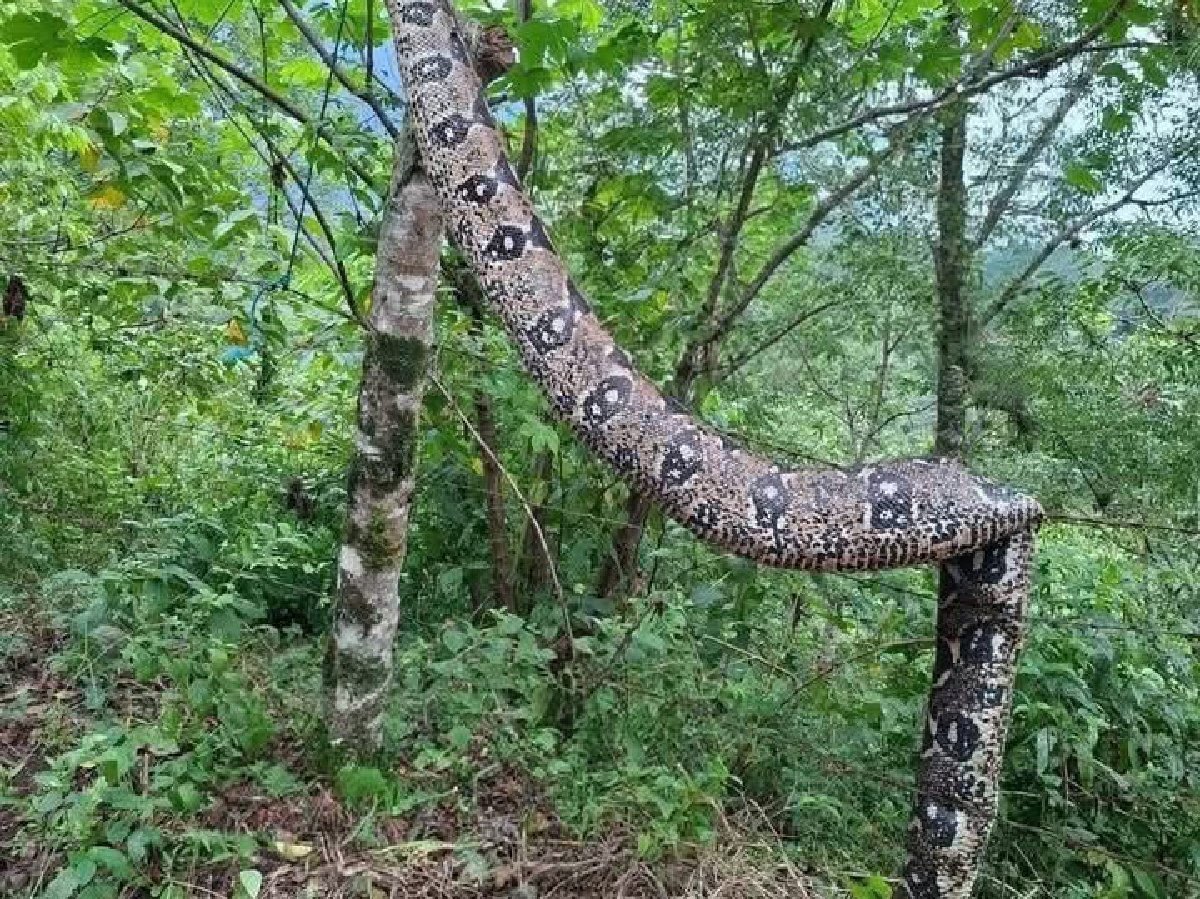 Boa de casi 7 metros aparece en Zapotitlán