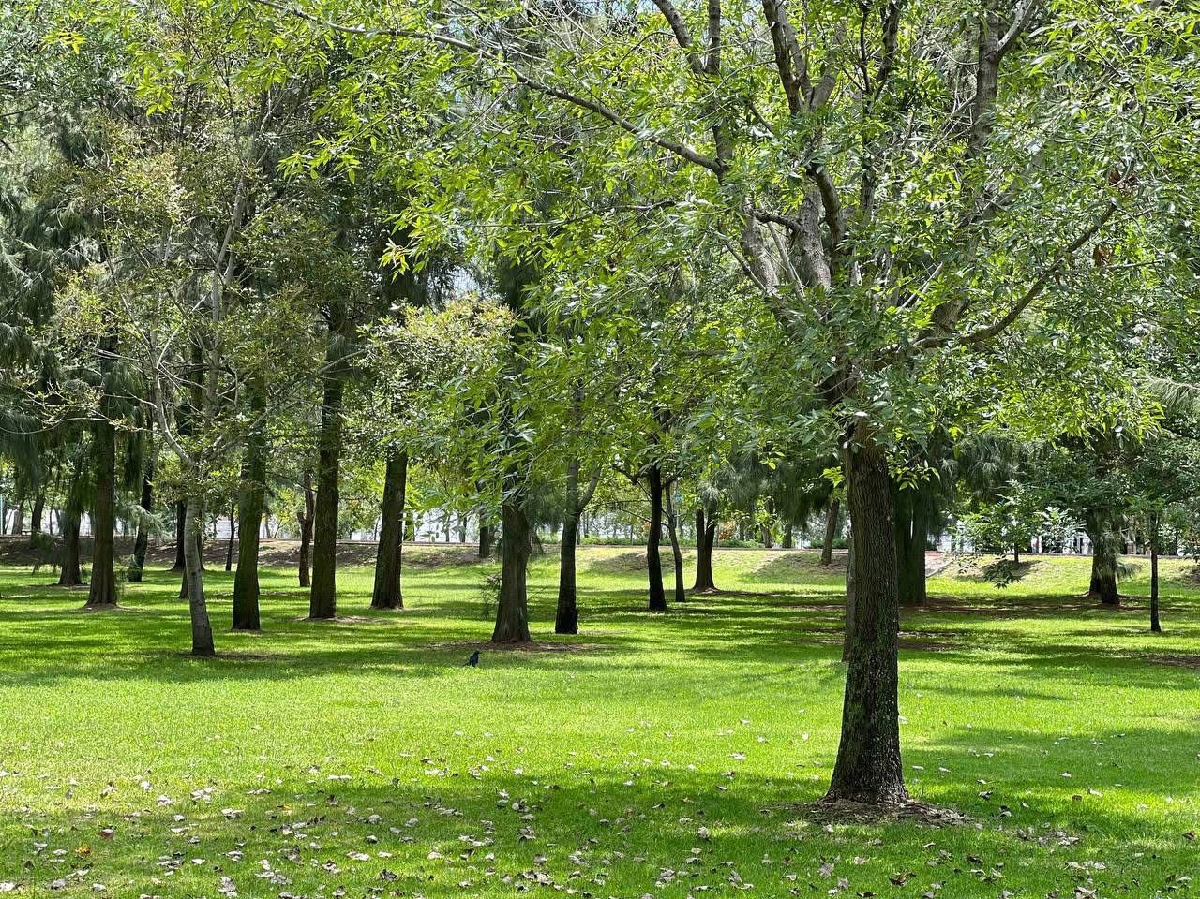 Flor del Bosque podría convertirse en el “Chapultepec” de Puebla