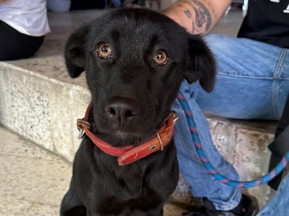 Puebla registra 465 denuncias por maltrato animal