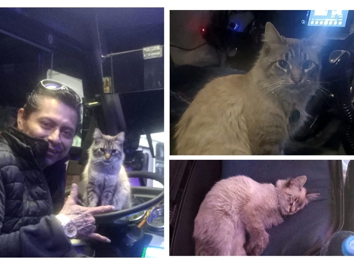 Denuncian robo de Zafiro, el gatito cobrador de ruta Morados