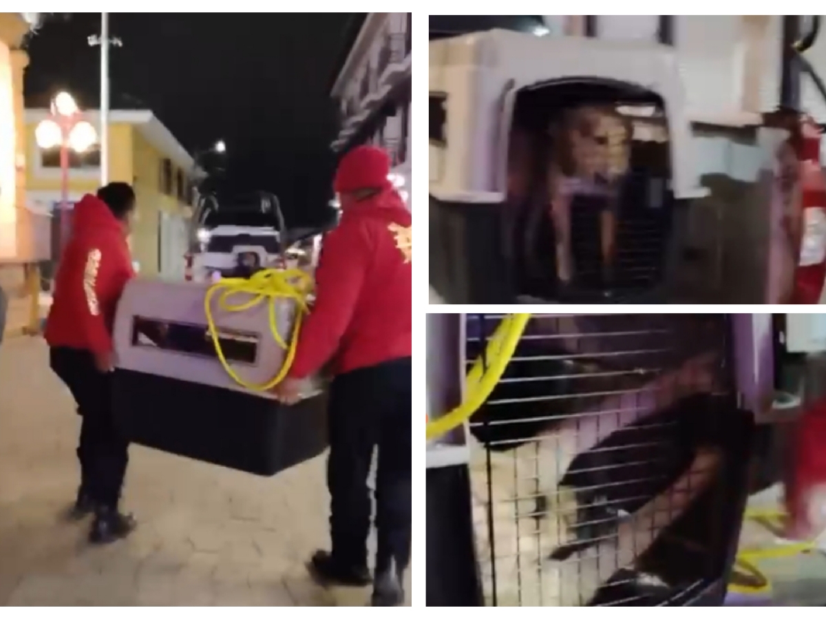 Edil de Chignahuapan enfrenta denuncia por maltrato animal