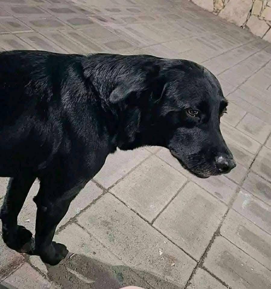 Ladrón se lleva a “Camilo” junto con un Chevy en Tehuacán