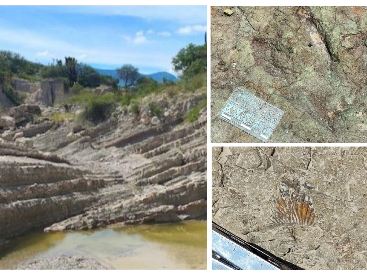 Revelan presencia de fósiles en la Biosfera de Tehuacán