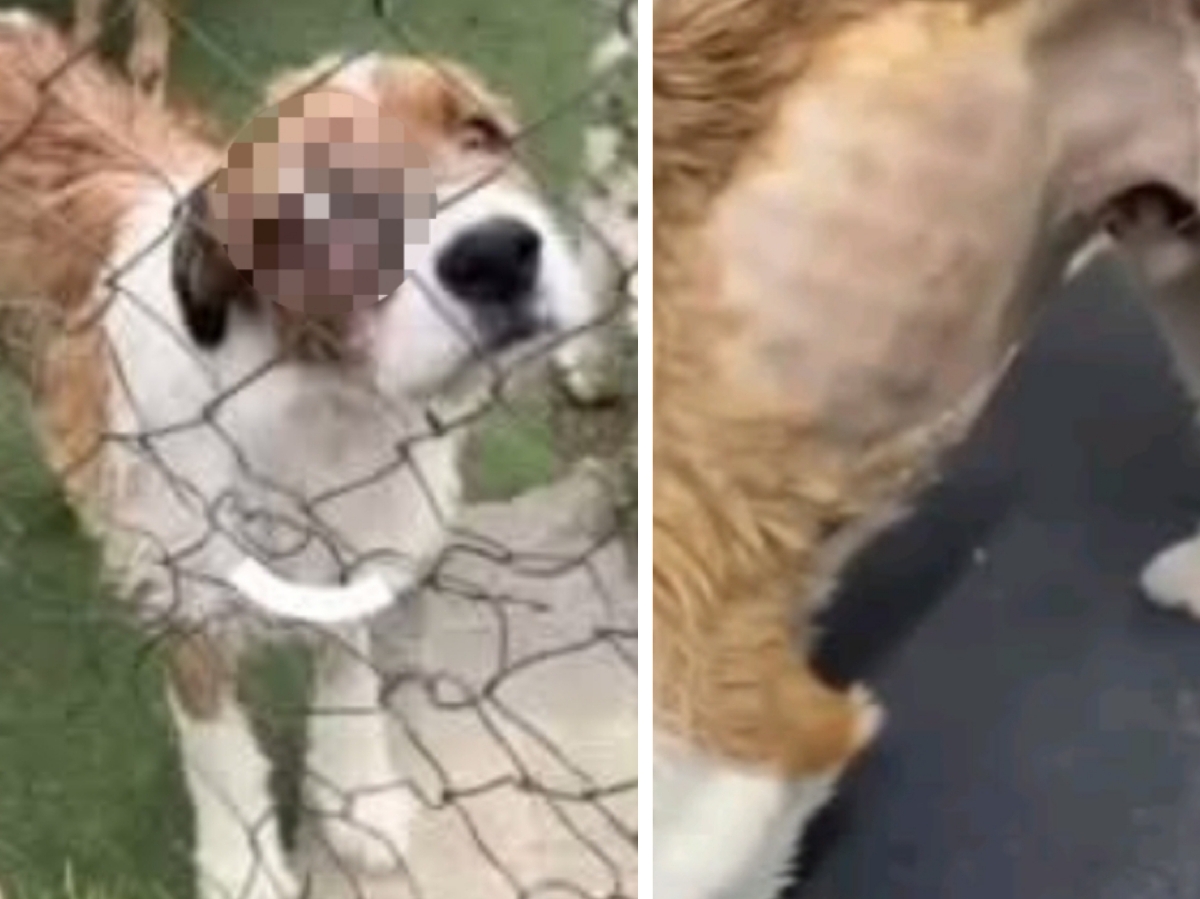 Centro Canino de Las Torres, bajo denuncia por maltrato