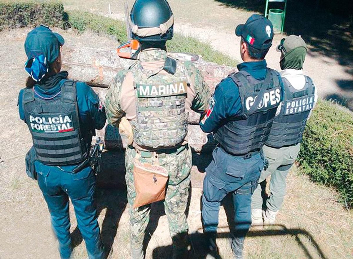 Con operativo fueron asegurados más de 90 troncos de madera
