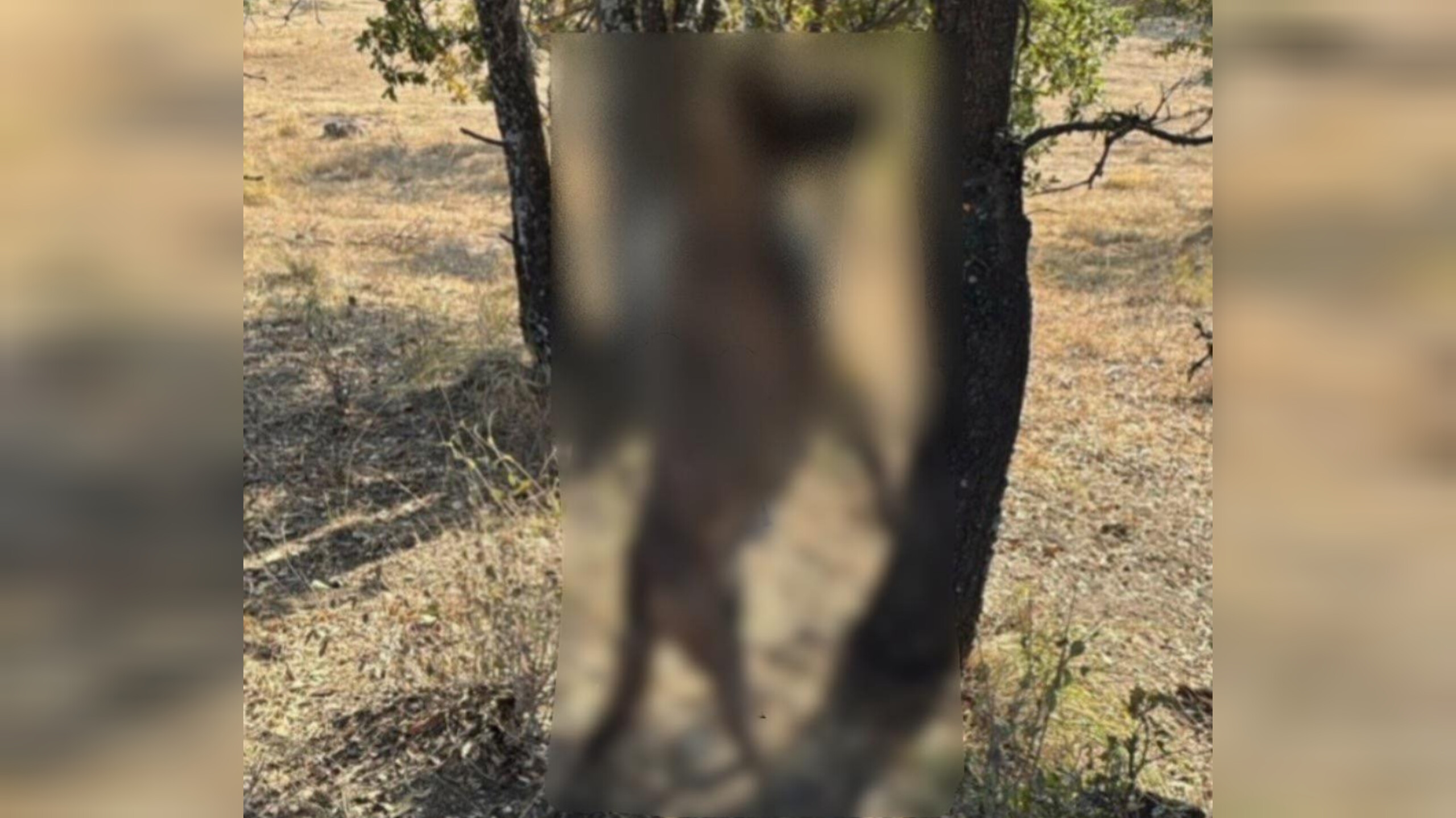 Encuentran colgado a pastor belga en Haras del Bosque