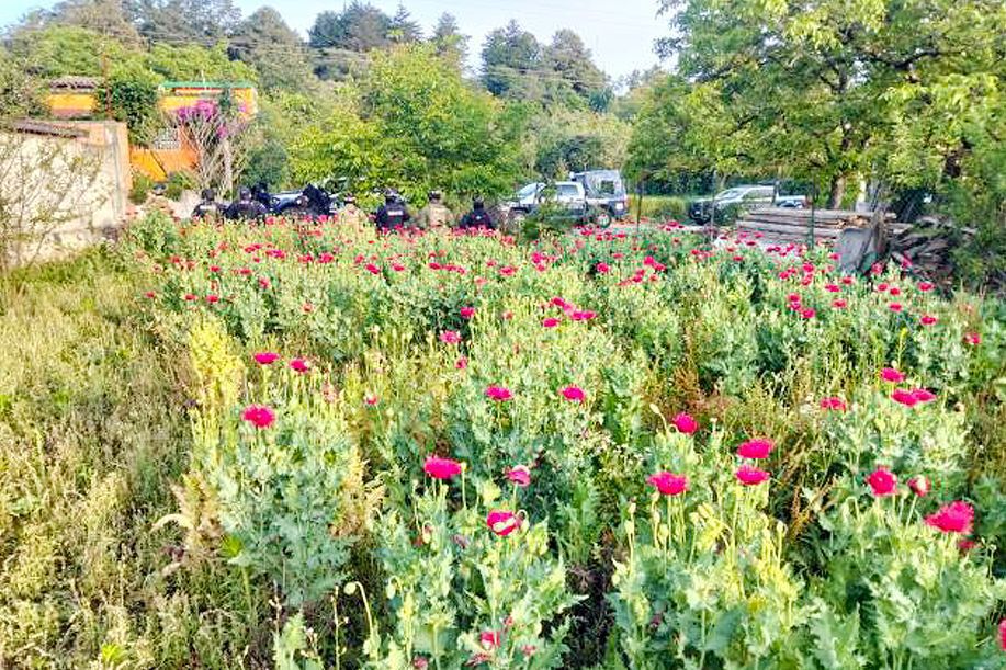 Aseguran plantío de amapola en Atempan