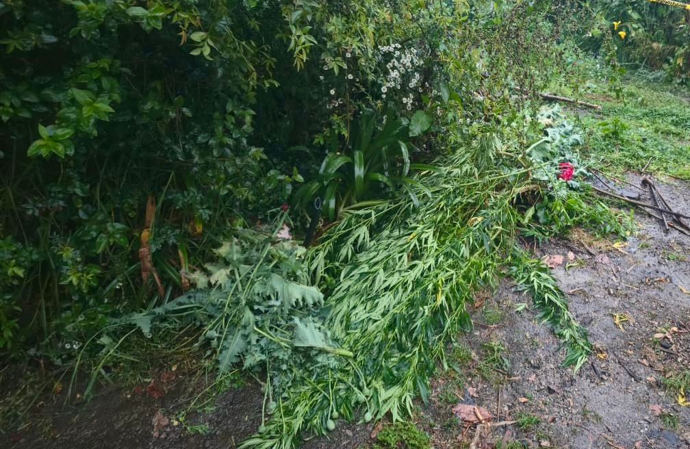 En Atempan, Seguridad Pública localiza predio con cultivos de amapola y marihuana
